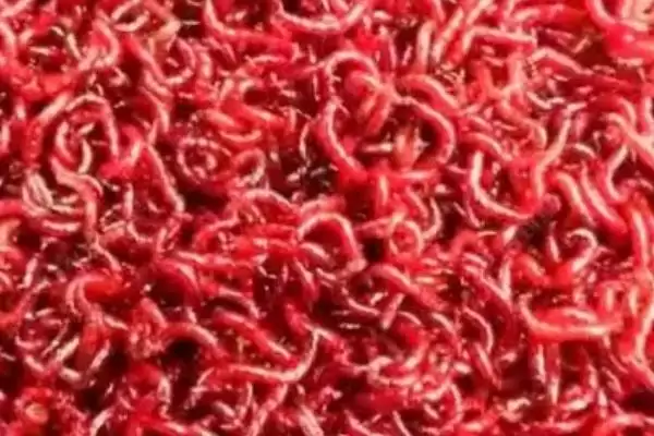 红虫保存温度是多少合适呢,红虫保存的最佳温度是0-5℃这个范围吗插图2