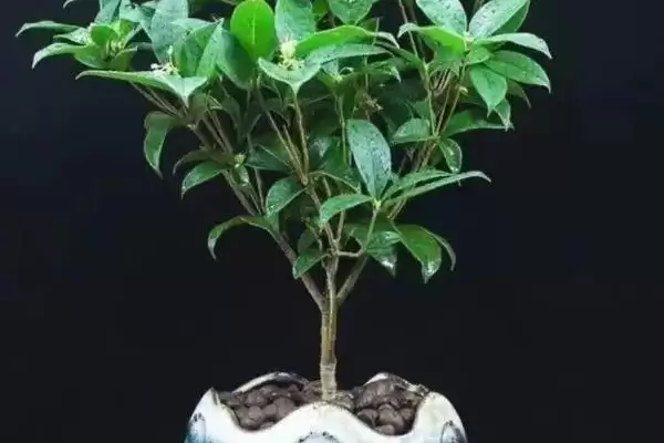 桂花能不能放在卧室里面,桂花植株无毒放在卧室里是可以的吗插图2 桂花能不能放在卧室里面,桂花植株无毒放在卧室里是可以的吗插图2