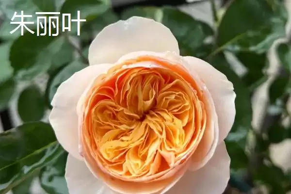 好养活的月季花有哪些品种,红双喜等是好养活的月季花品种吗插图5 好养活的月季花有哪些品种,红双喜等是好养活的月季花品种吗插图5