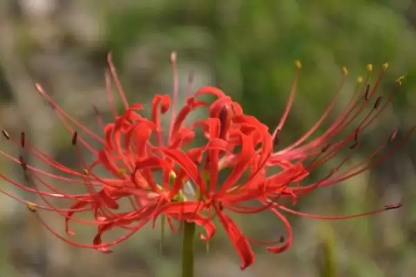 红花石蒜叫死人花是为啥呢,红花石蒜因常在上坟时看到被叫死人花吗插图5 红花石蒜叫死人花是为啥呢,红花石蒜因常在上坟时看到被叫死人花吗插图5