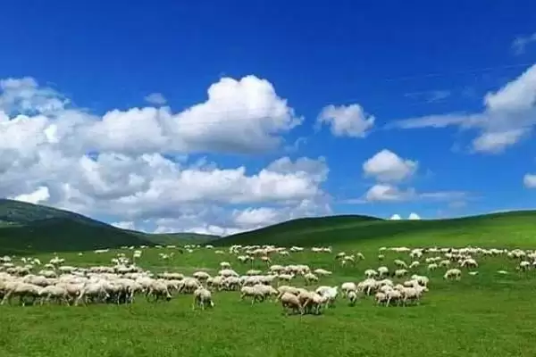 给羊驱虫方法方式 ,给羊驱虫可以采取哪些方法插图4
