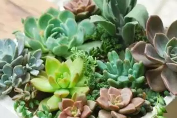 多肉的种植方法步骤,多肉的种植方法有哪些具体的步骤插图1