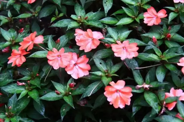 凤仙花褐斑病防治 ,凤仙花如何防治褐斑病插图4