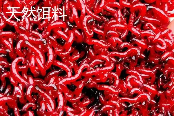 观赏鱼的饲料有哪些种类,观赏鱼饲料有天然和人工饵料两种吗插图5
