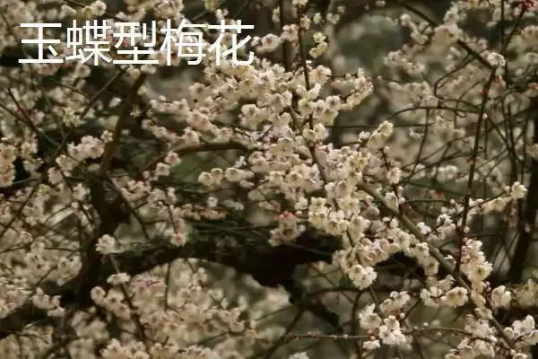 红梅的品种主要有哪些呢,红梅有较多品种且各自有什么特点呢插图6 红梅的品种主要有哪些呢,红梅有较多品种且各自有什么特点呢插图6
