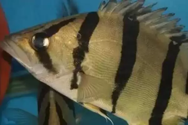 皇冠虎鱼饲养饲养难度真不大,皇冠十二间虎鱼好不好养,好养体现在哪?插图3 皇冠虎鱼饲养饲养难度真不大,皇冠十二间虎鱼好不好养,好养体现在哪?插图3