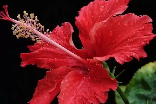 扶桑花别称名称 ,扶桑花还有哪些别的名称称插图2