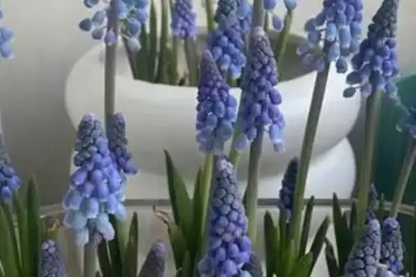 风信子养殖法选沙土肥力足,风信子的养殖方法，选土要求对吗？插图2