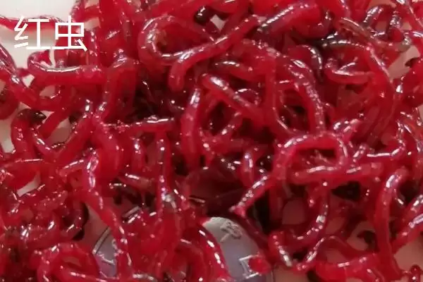 红虫是蚯蚓这种说法对吗,红虫和蚯蚓二者不是同一物种是真的吗插图1 红虫是蚯蚓这种说法对吗,红虫和蚯蚓二者不是同一物种是真的吗插图1
