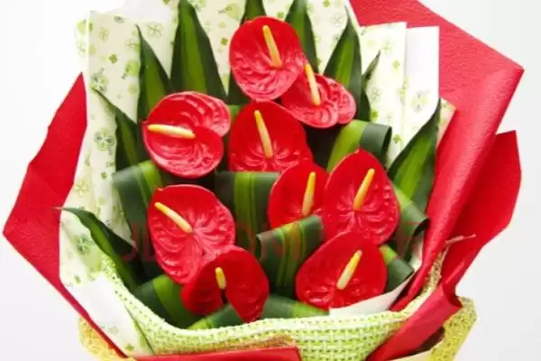 红掌有什么花语和象征意义,红掌代表燃烧的心、给予的热情等意义吗插图3 红掌有什么花语和象征意义,红掌代表燃烧的心、给予的热情等意义吗插图3