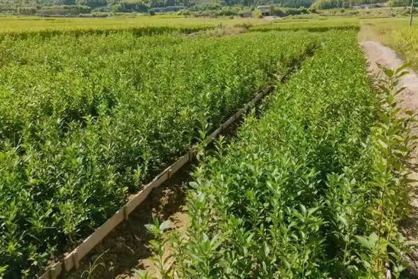 冬青树的价格影响因素,冬青树的价格受哪些因素条件的影响插图7 冬青树的价格影响因素,冬青树的价格受哪些因素条件的影响插图7