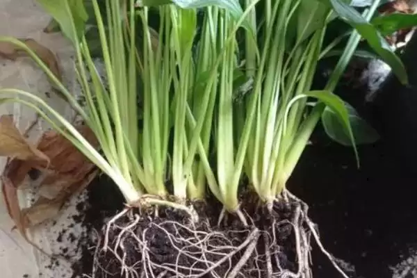 白掌的种植方法,白掌应如何进行种植插图5