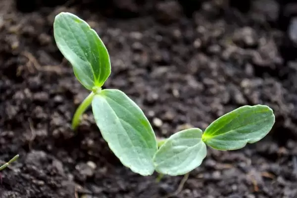 大棚黄瓜的种植方法和步骤是,大棚黄瓜怎么种植插图2