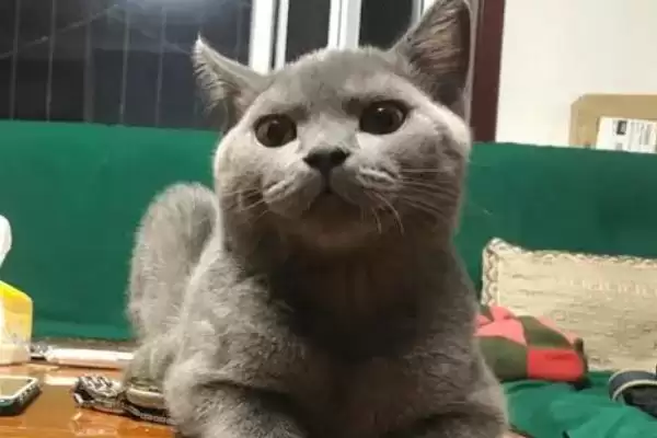 公猫打架处理方法措施 ,公猫打架应该怎么进行处理插图3