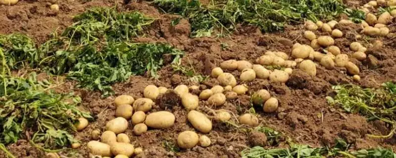 河南秋季何时适合种土豆呢,河南秋季一般8-9月份适合种植土豆吗插图 河南秋季何时适合种土豆呢,河南秋季一般8-9月份适合种植土豆吗插图
