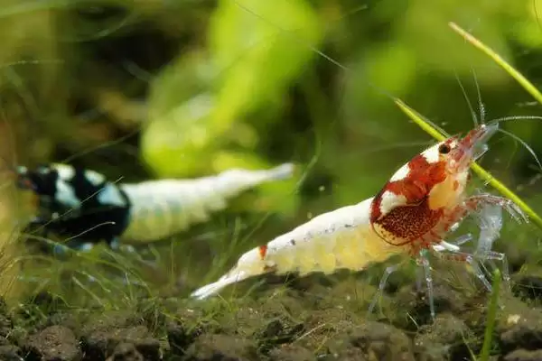 观赏虾应该怎样进行养殖,观赏虾养殖选酸碱度5-8的水源合适吗插图3