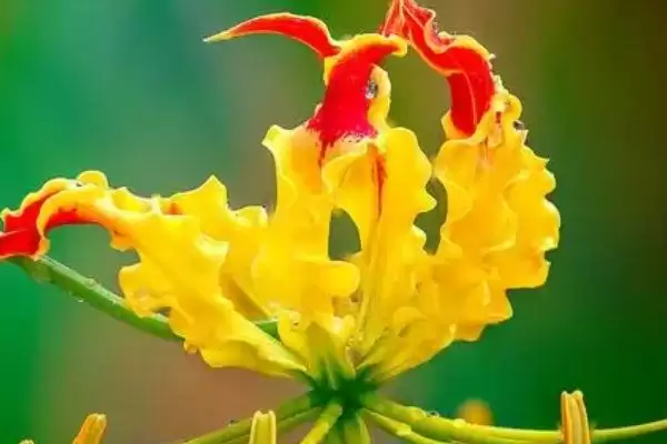 嘉兰花语寓意花语真是荣光,嘉兰的花语，花语含义准确吗？插图1