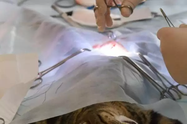 公猫绝育后乱拉乱尿原因 ,公猫绝育后乱拉乱尿是什么原因导致的插图3