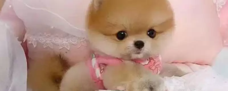 哈多利系博美犬的价格多少,哈多利系博美犬价格几千至几万元不等吗-会东网