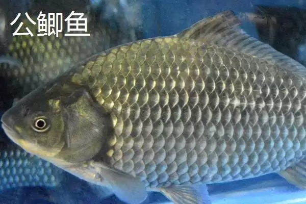 鲫鱼公母区分繁殖季特征明显,鲫鱼分公母吗,真的是这样区分吗?插图1 鲫鱼公母区分繁殖季特征明显,鲫鱼分公母吗,真的是这样区分吗?插图1