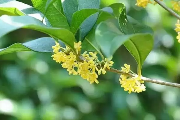 桂花能不能放在卧室里面,桂花植株无毒放在卧室里是可以的吗插图4 桂花能不能放在卧室里面,桂花植株无毒放在卧室里是可以的吗插图4