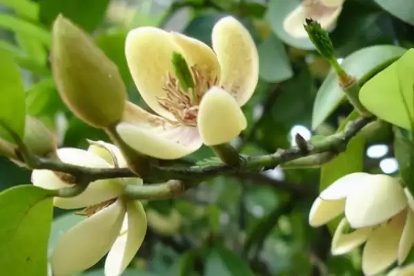 含笑花为什么会干枯呢,含笑花因高温暴晒、土壤板结等致干枯吗插图3