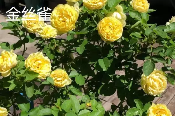 好养活的月季花有哪些品种,红双喜等是好养活的月季花品种吗插图3 好养活的月季花有哪些品种,红双喜等是好养活的月季花品种吗插图3