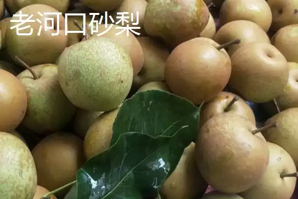 湖北老河口特产8种特产值得带走吗,湖北老河口有哪些值得带走的特产？插图1