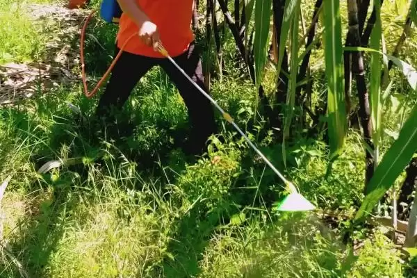 甘蔗使用除草剂误区,对甘蔗使用除草剂存在哪些误区插图2 甘蔗使用除草剂误区,对甘蔗使用除草剂存在哪些误区插图2