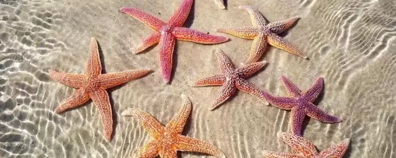 海星的产地主要在哪里呢,海星在北太平洋区域的种类数量最多吗插图 海星的产地主要在哪里呢,海星在北太平洋区域的种类数量最多吗插图