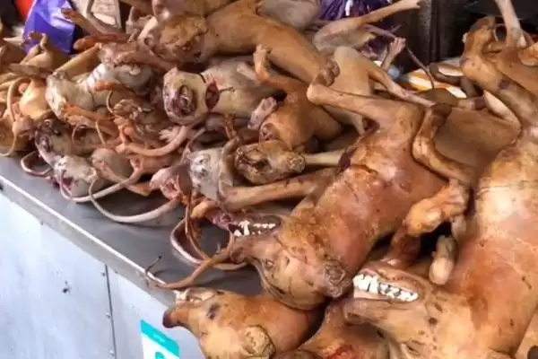 狗肉节是个怎样的节日,狗肉节就是吃狗肉的节日吗插图3