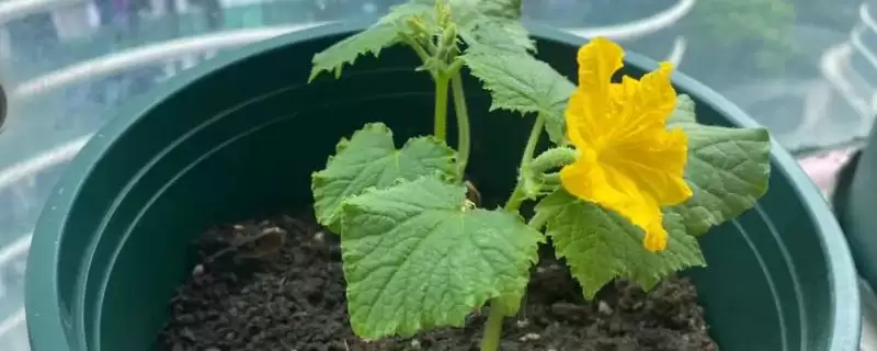 黄瓜苗过早开花原因 ,黄瓜苗小就开花真是种子出问题-会东网