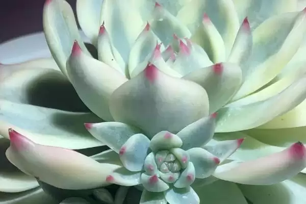 吉娃娃栽培术夏季需注意遮阴,吉娃娃的栽培技术，夏季管理要点是？插图1