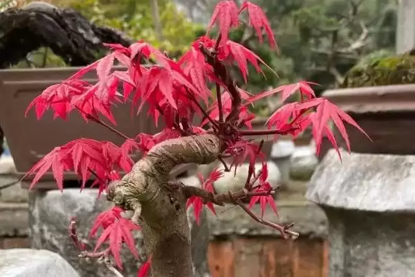 红枫盆栽的修剪方法是什么,红枫盆栽需修剪发育不良和徒长枝条吗插图1 红枫盆栽的修剪方法是什么,红枫盆栽需修剪发育不良和徒长枝条吗插图1