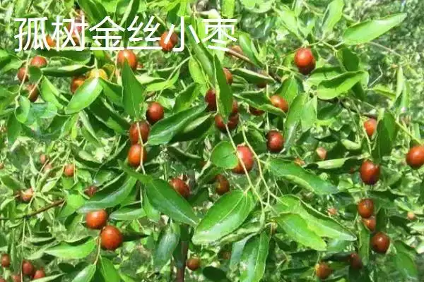 河北省安新县的特产是什么,白洋淀熏鱼是河北省安新县受喜爱特产吗插图13