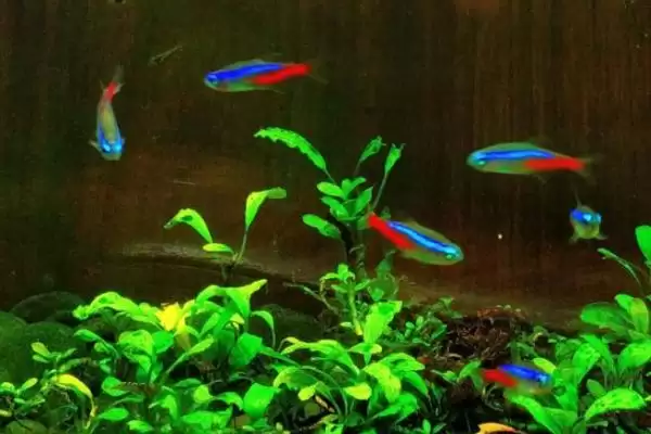 红绿灯鱼过多久才能长大呢,红绿灯鱼一般需要6-8个月才能长大吗插图3
