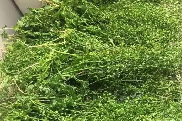 荠菜种类区分板叶散叶两种,荠菜的种类,分类准确吗?插图3 荠菜种类区分板叶散叶两种,荠菜的种类,分类准确吗?插图3