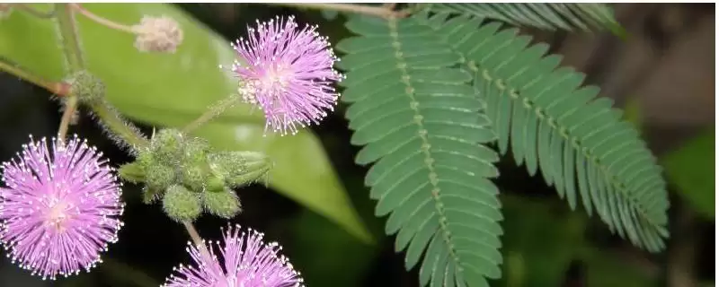 含羞草叶片发黄如何处理呢,含羞草叶片发黄转移至背阴处可缓苗复壮吗-会东网