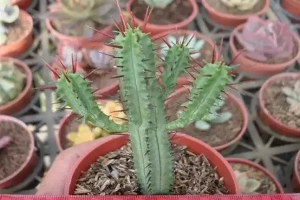 红彩阁的养殖方法是什么呢,红彩阁冬天养殖温度需保持在5℃以上吗插图2