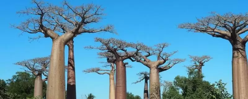 猴面包树的种植方法是什么,猴面包树种植前需对种子进行催芽吗插图 猴面包树的种植方法是什么,猴面包树种植前需对种子进行催芽吗插图