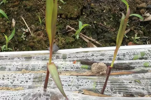 甘蔗种植发芽时间 ,甘蔗种植后多久会发芽插图1