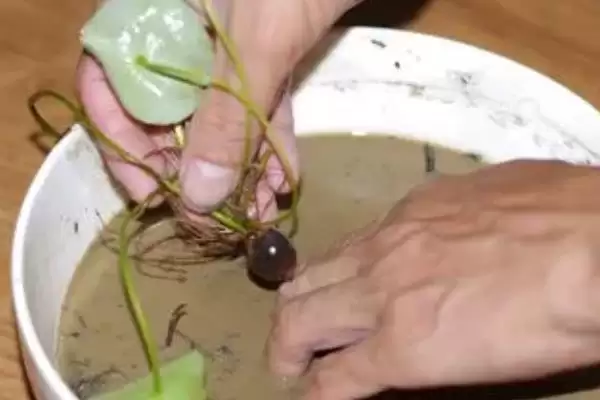 荷花种子如何进行种植呢,荷花种子可直接用塘泥进行养护种植吗插图4