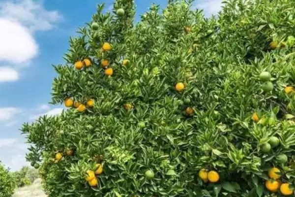 柑橘清园温度问题 ,柑橘清园是温度越低越好吗，为什插图3