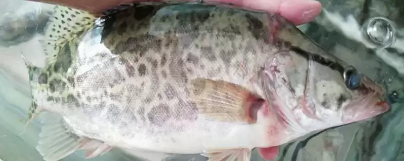 鳜鱼的形态特征有哪些呢,鳜鱼体表有不规则褐色斑块和斑点吗-会东网