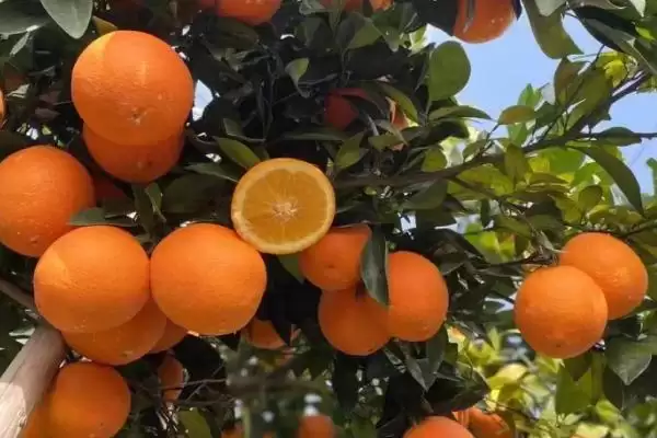 赣南脐橙生长年线 ,赣南脐橙的生长周期是怎样的插图2