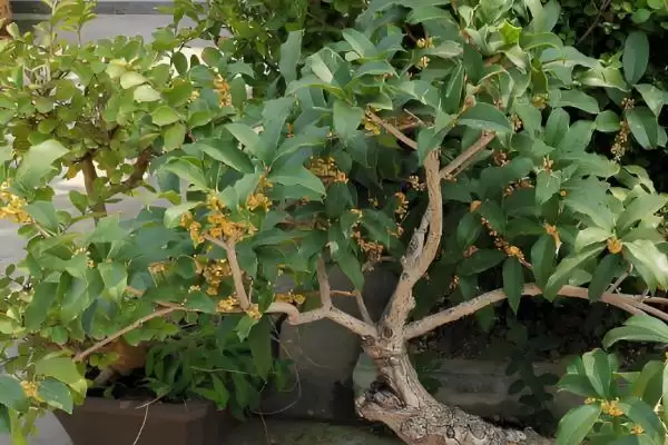 桂花能不能放在卧室里面,桂花植株无毒放在卧室里是可以的吗插图3 桂花能不能放在卧室里面,桂花植株无毒放在卧室里是可以的吗插图3