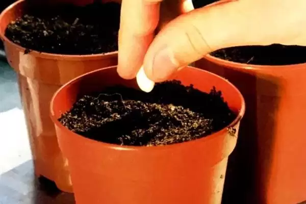 花椒水灭虫否真能除虫杀菌有效,花椒水能不能灭杀花盆中的害虫,效果如何?插图7 花椒水灭虫否真能除虫杀菌有效,花椒水能不能灭杀花盆中的害虫,效果如何?插图7