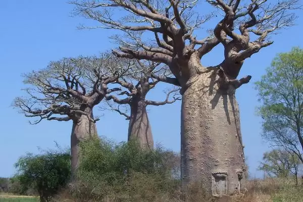 猴面包树的种植方法是什么,猴面包树种植前需对种子进行催芽吗插图4 猴面包树的种植方法是什么,猴面包树种植前需对种子进行催芽吗插图4