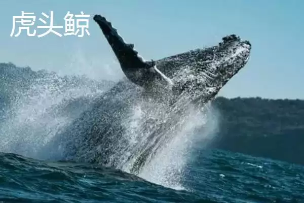 虎头鲸与虎鲸两者不是同一品种吗,虎头鲸是虎鲸吗，它们有何不同呢？插图2
