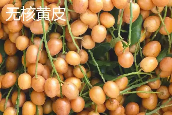 黄皮果品种问这4种真受欢迎,黄皮果品种介绍,受欢迎的是这些?插图3 黄皮果品种问这4种真受欢迎,黄皮果品种介绍,受欢迎的是这些?插图3